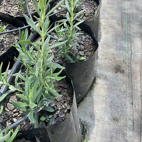 Lavanda inglesa enana blanca 