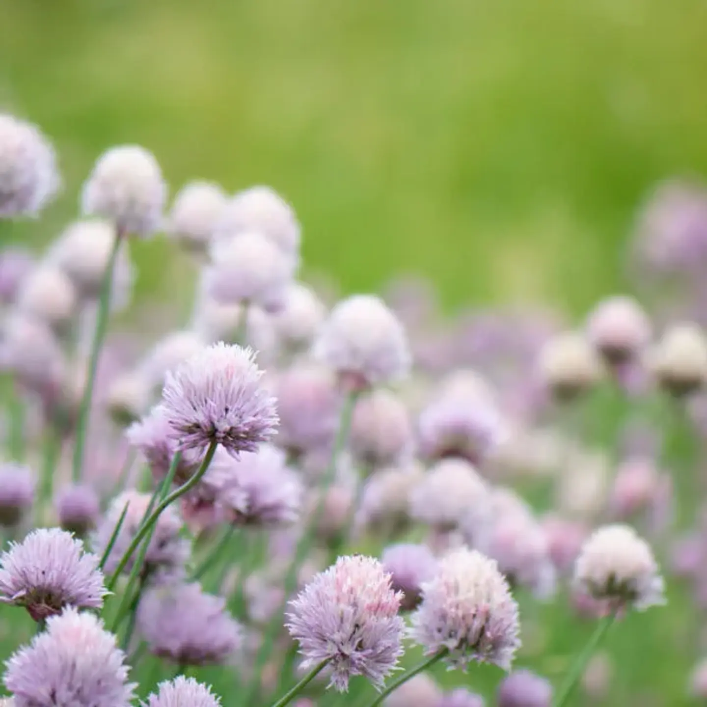 Allium Schoenoprasum  1