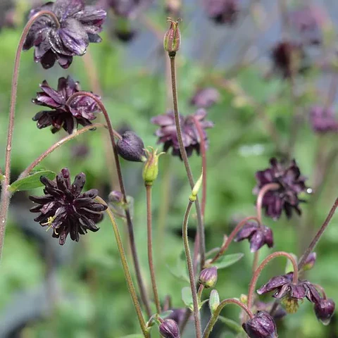 Aquilegia Black Barlow