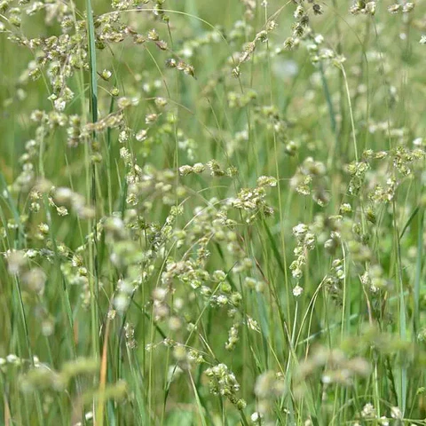 Briza Subaristata