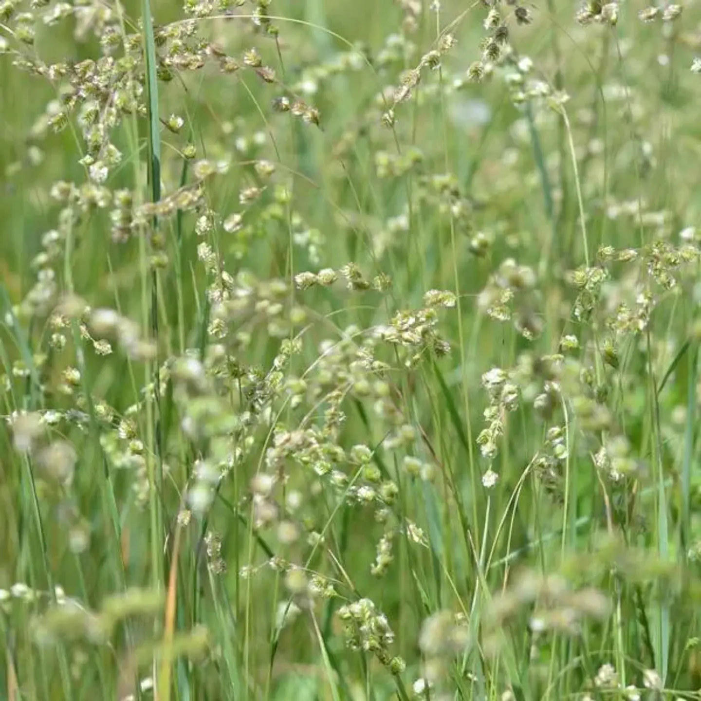 Briza Subaristata 1