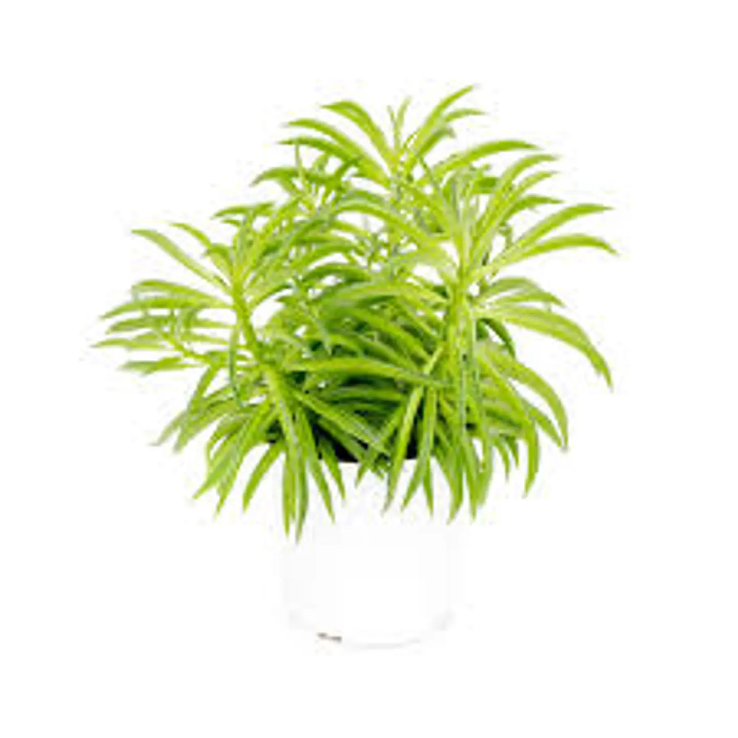 Peperomia nevada 2