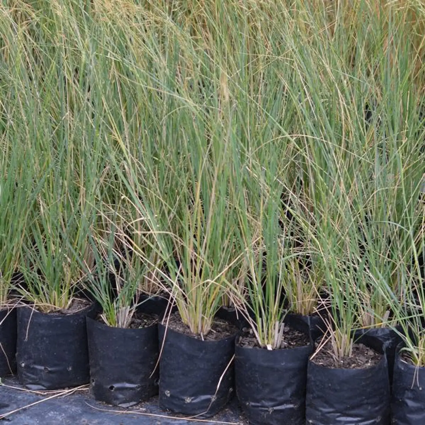 Stipa Caudata 2