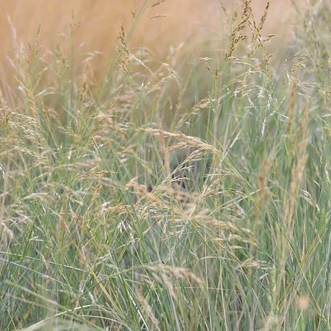 Stipa Caudata