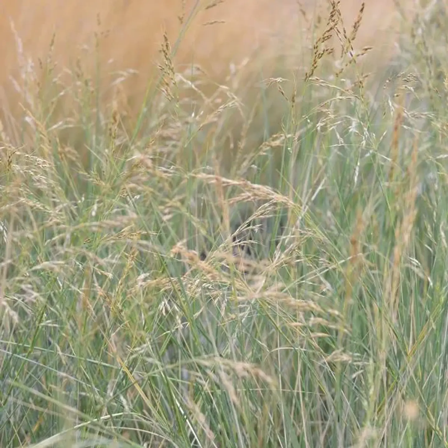 Stipa Caudata 1