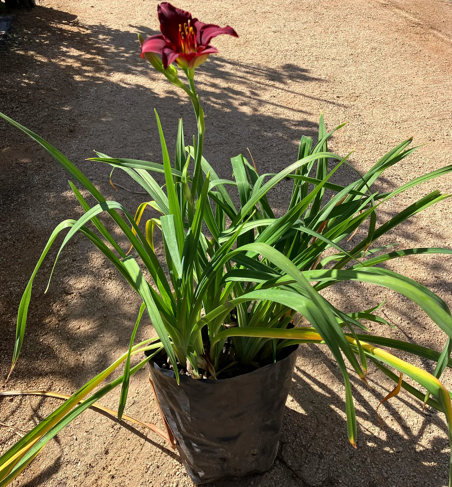 Hemerocallis enano Pardon Me 3