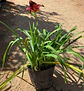 Hemerocallis enano Pardon Me - Miniatura 3