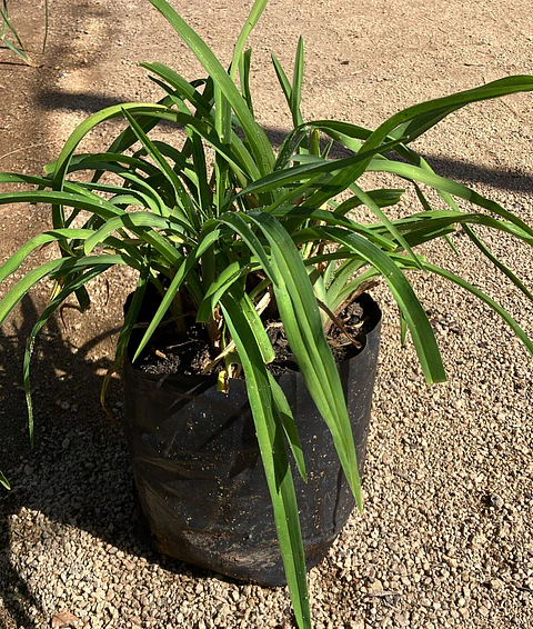 Hemerocallis Black Arrowhead