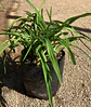 Hemerocallis Black Arrowhead - Miniatura 2