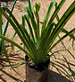 Hemerocallis Daria - Miniatura 2