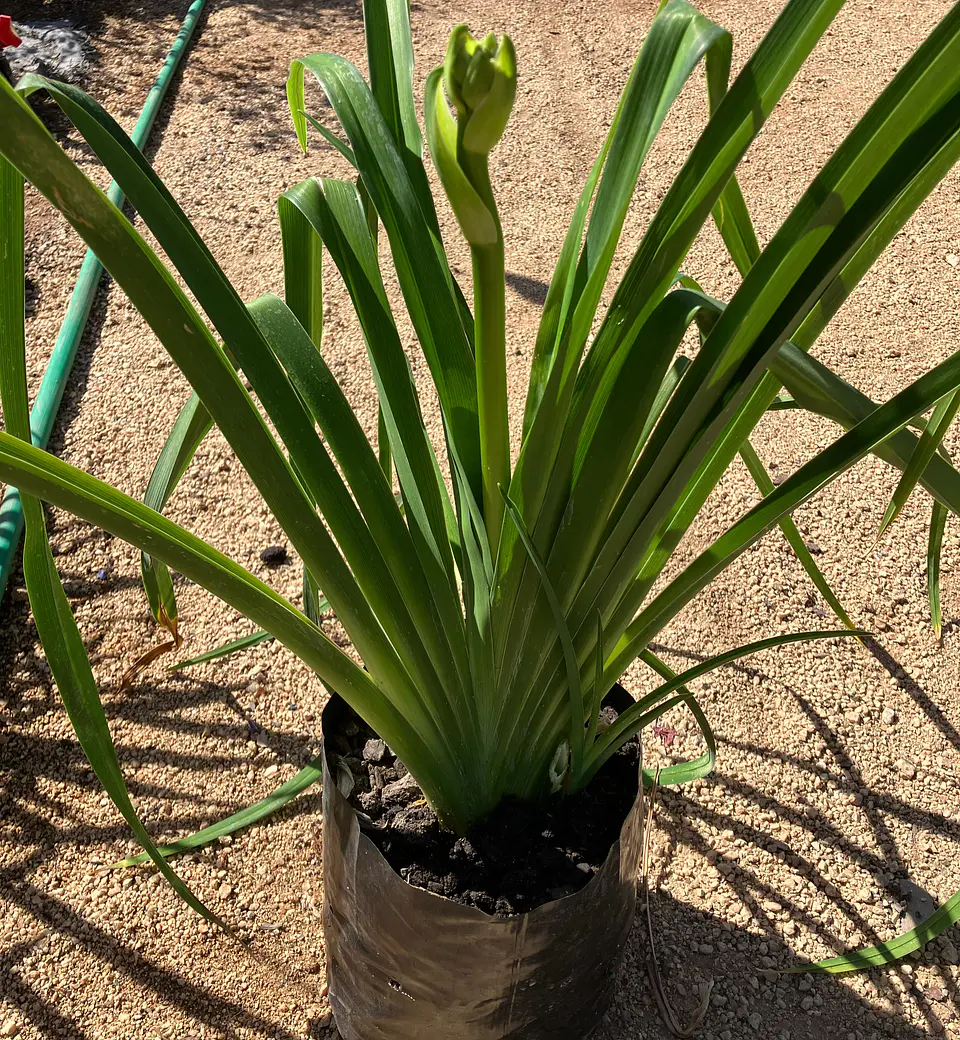 Hemerocallis Daria 2