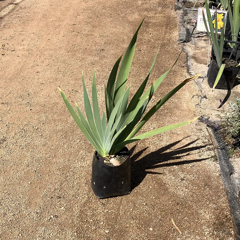 Lirio Second Look (Iris germanica) 2