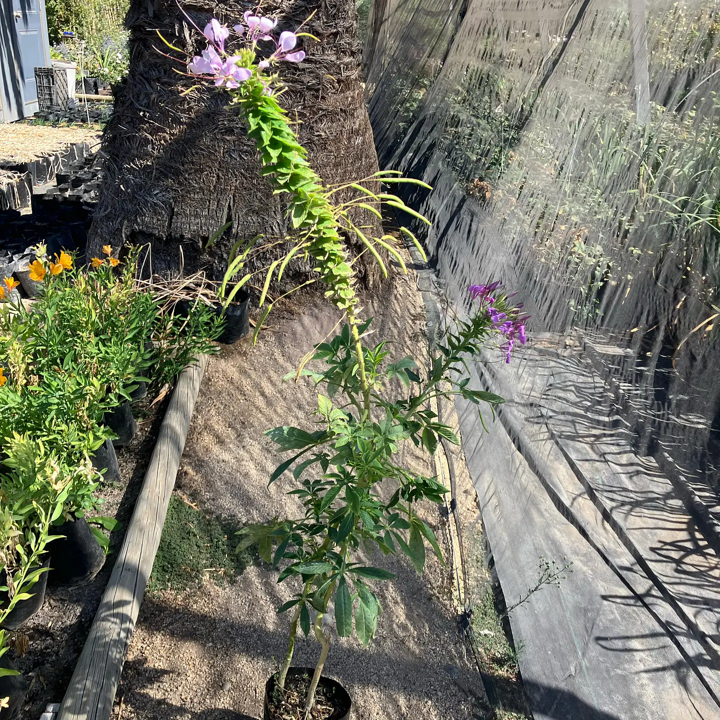 Cleome 2
