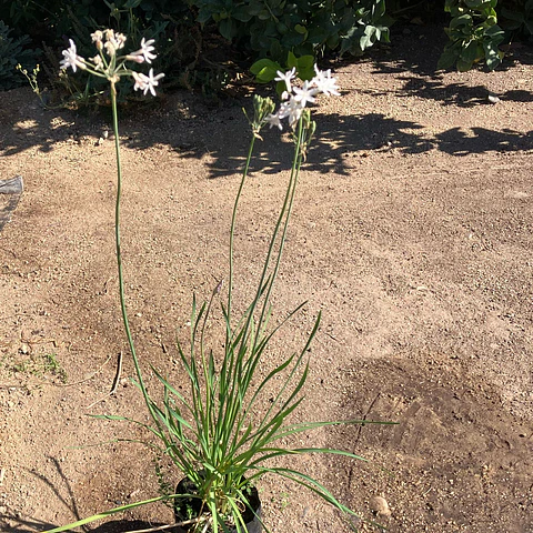 Tulbaghia blanca