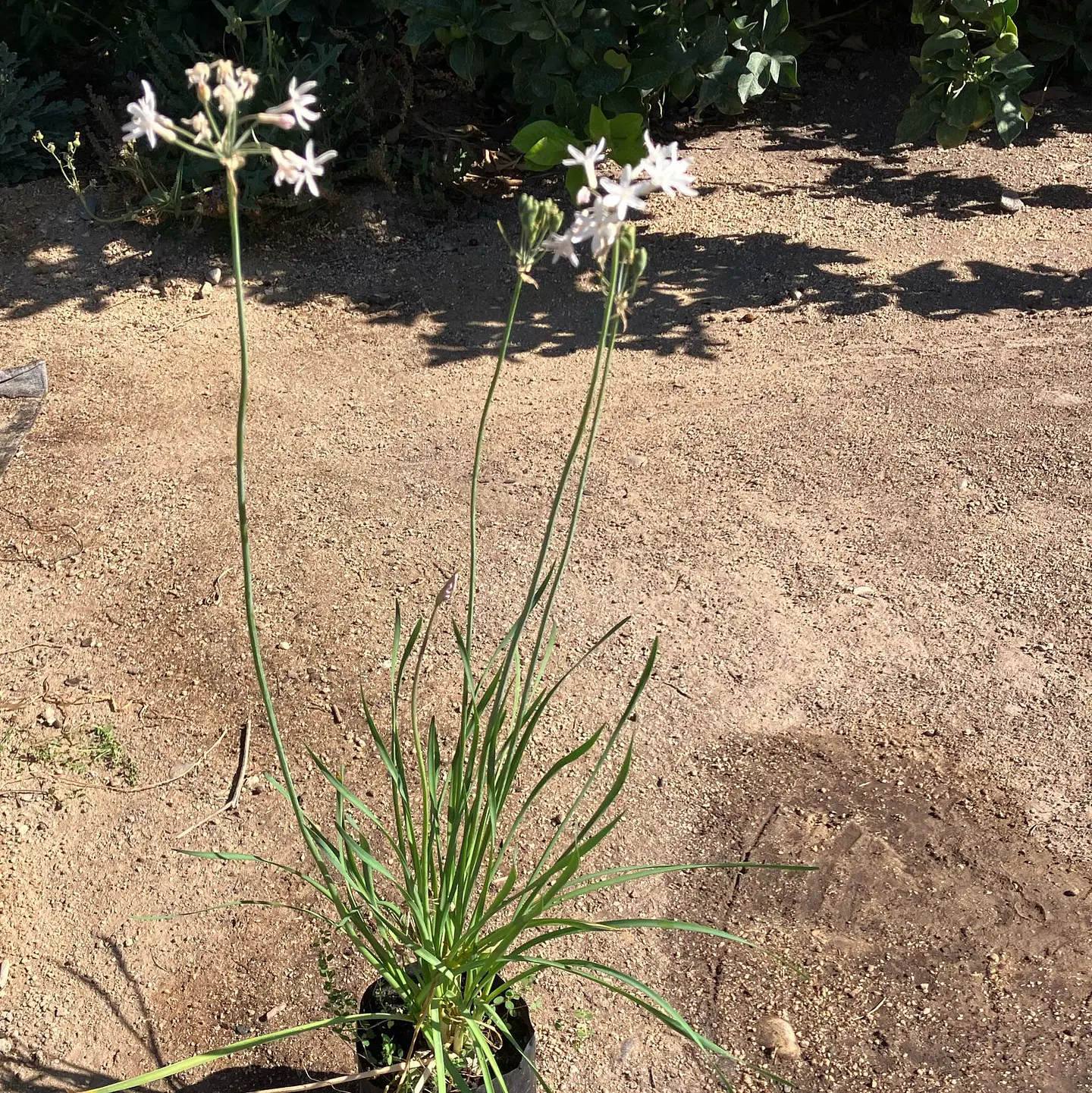 Tulbaghia blanca 2