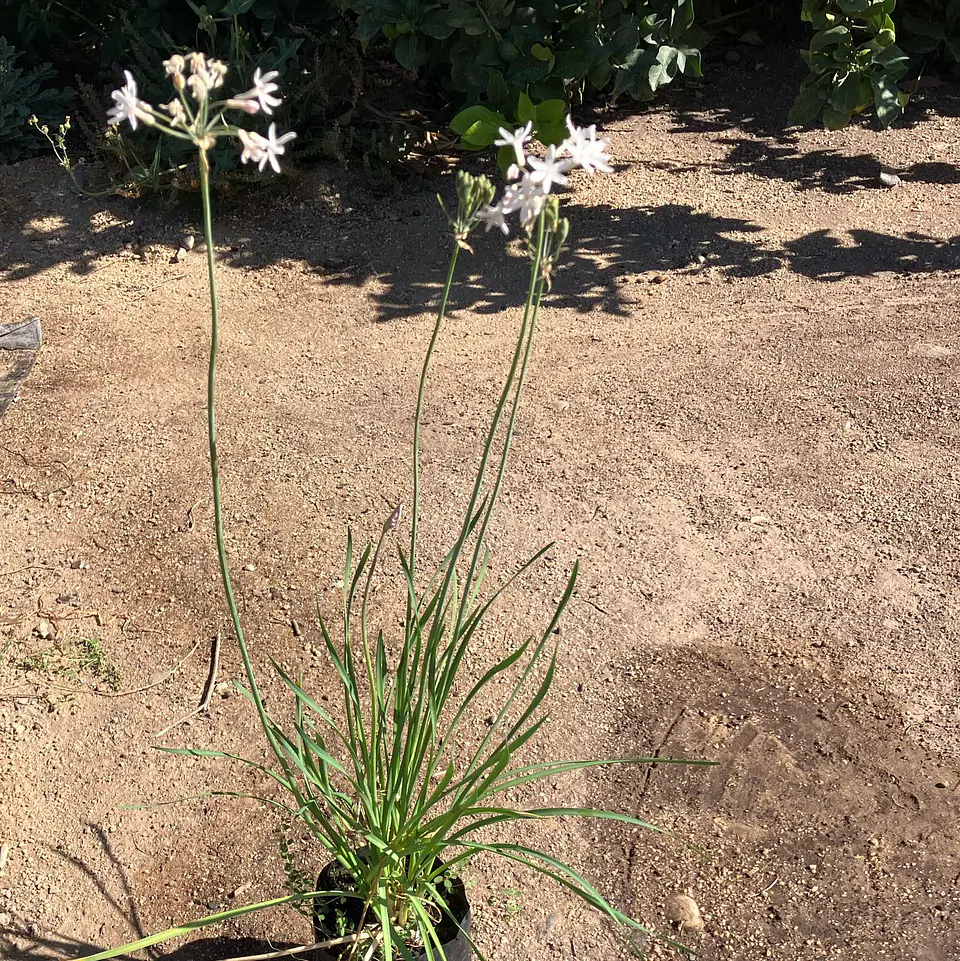 Tulbaghia blanca 2
