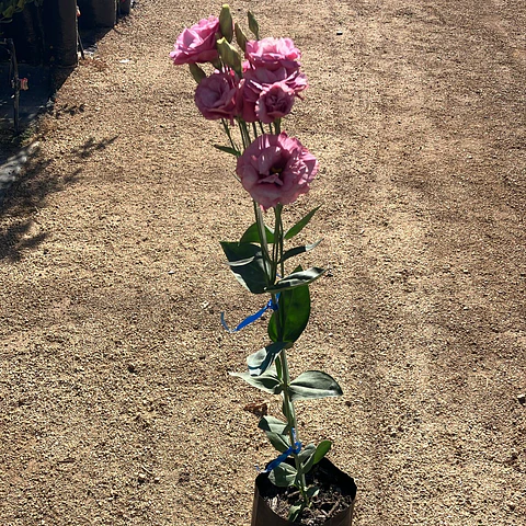 Lisianthus