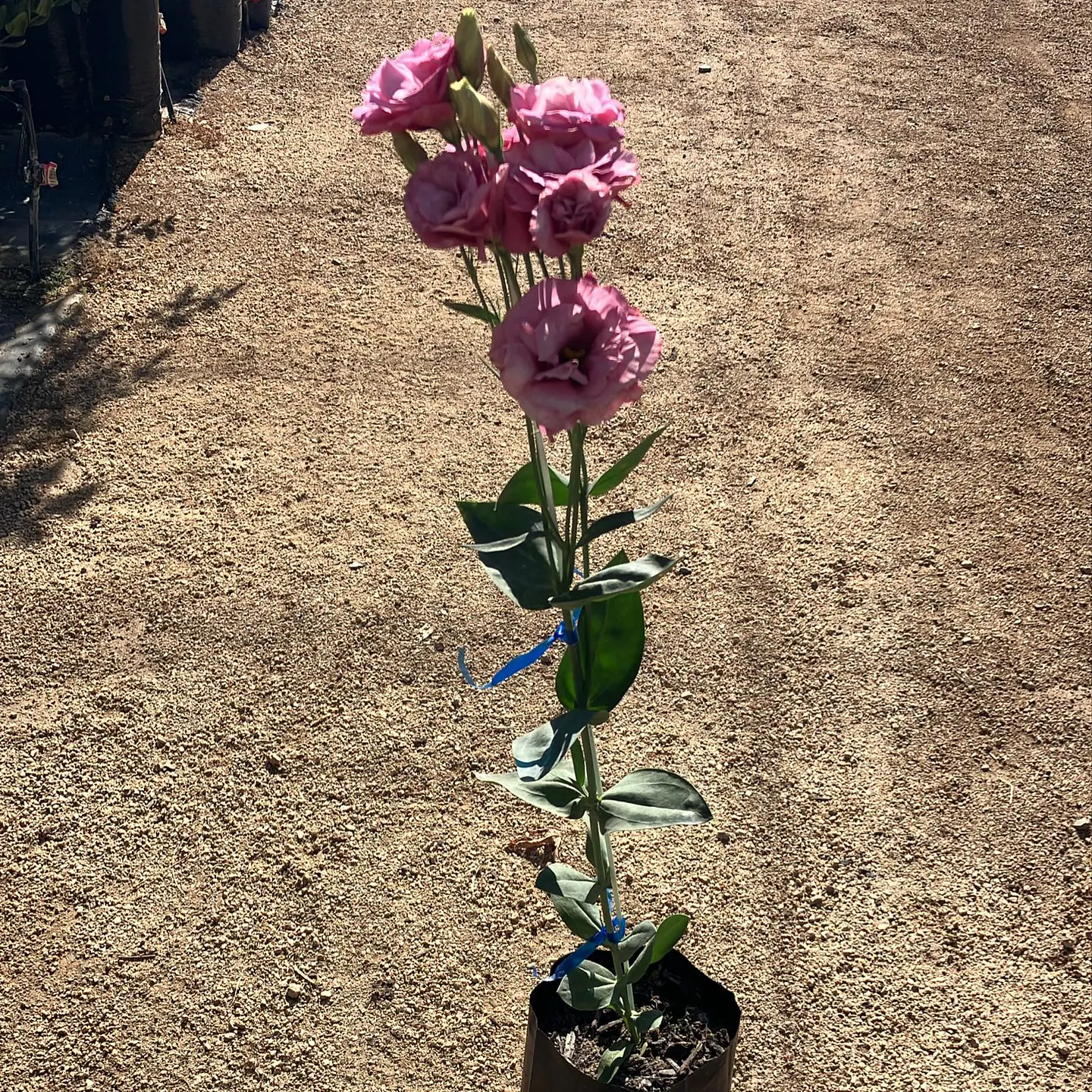 Lisianthus 2
