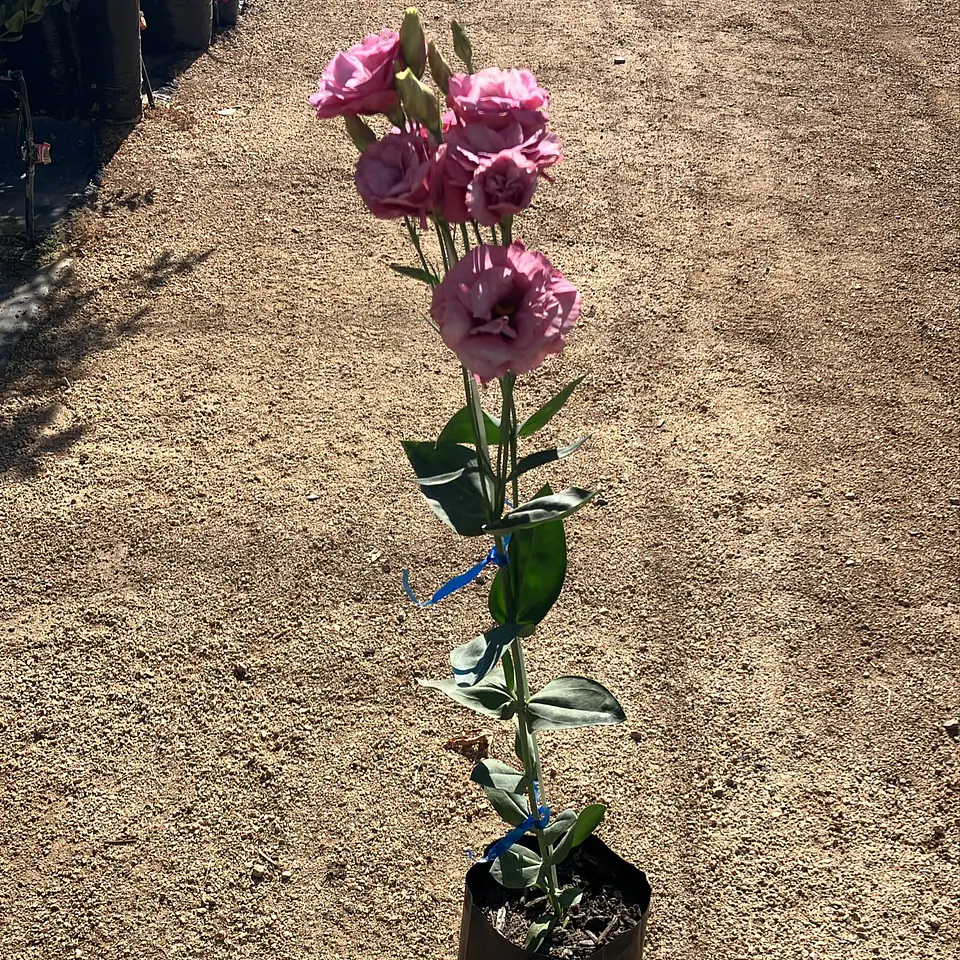 Lisianthus 2