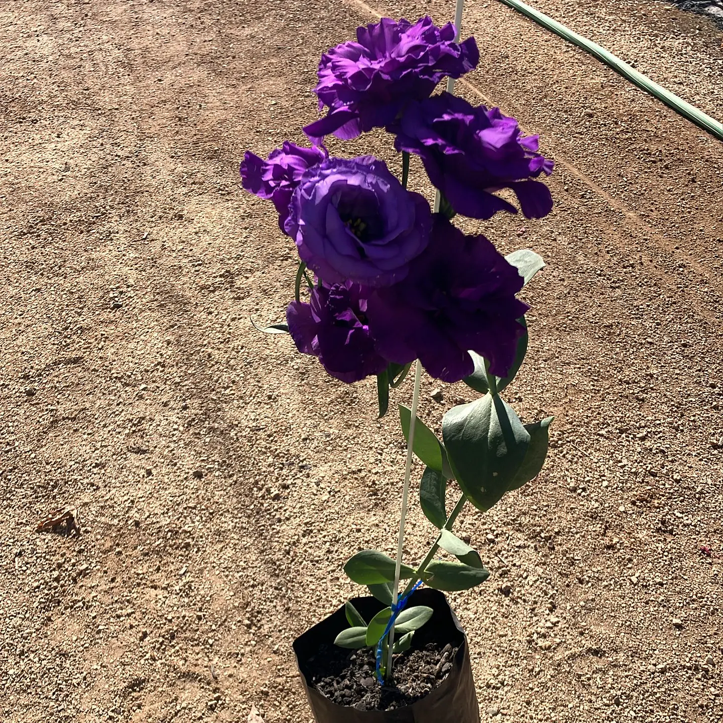 Lisianthus 4
