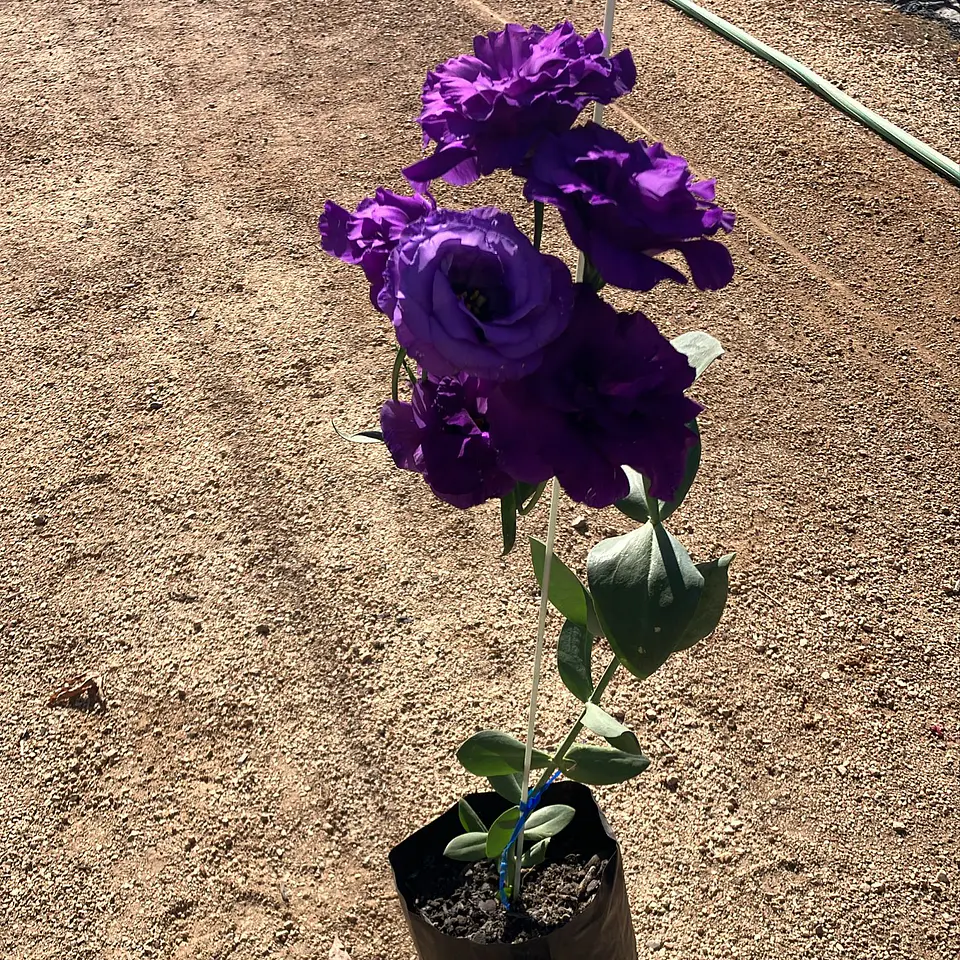 Lisianthus 4