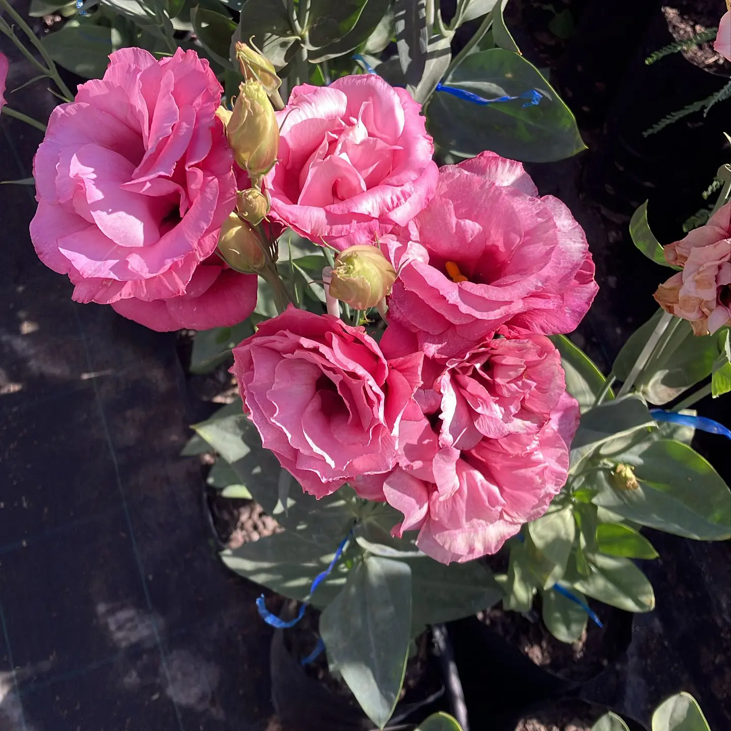 Lisianthus 1