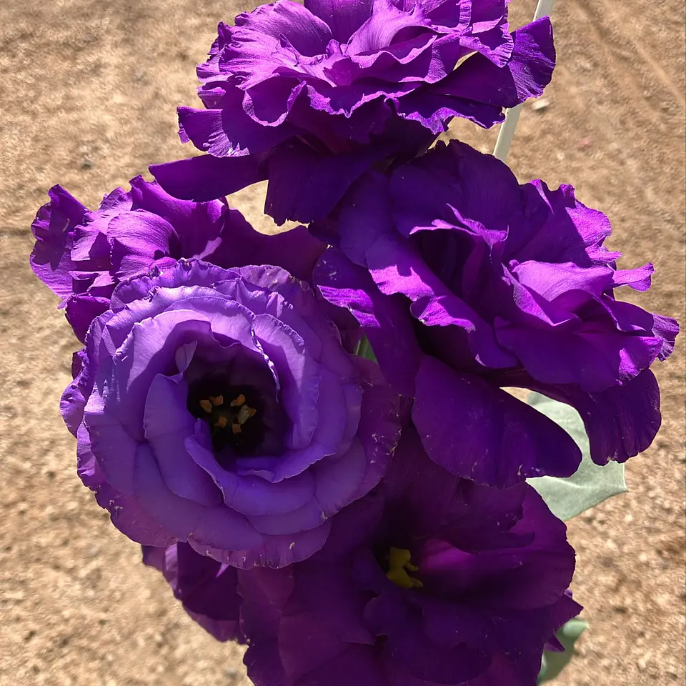 Lisianthus 3