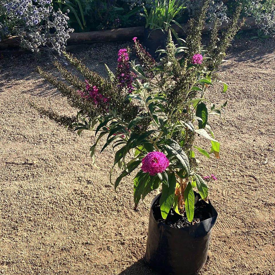 Buddleja Davidii 5