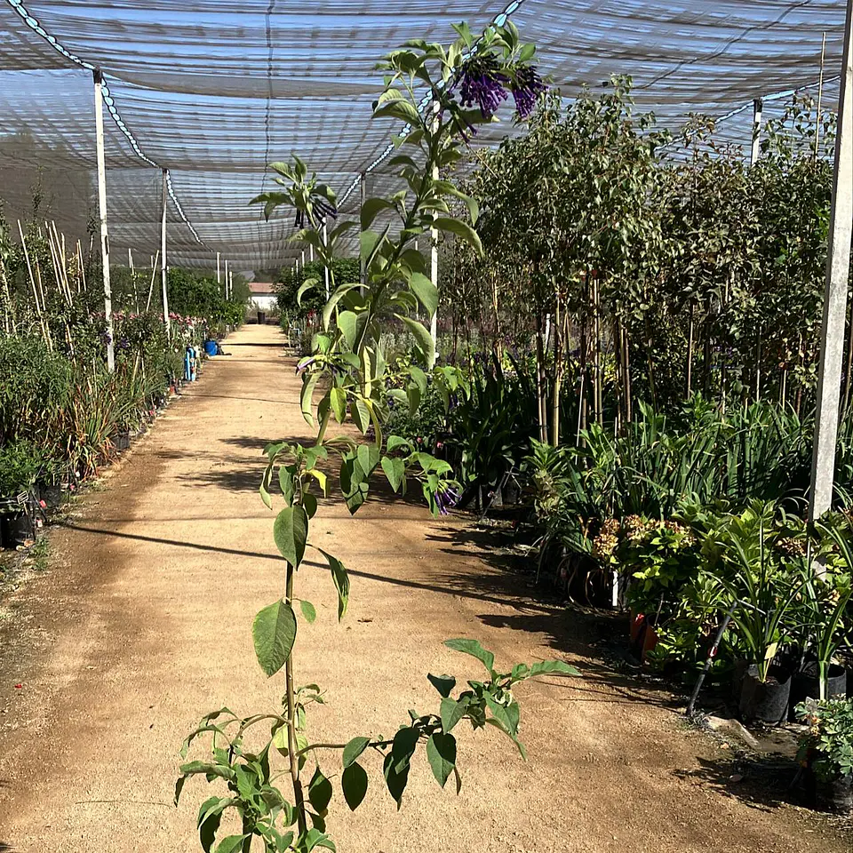 Iochroma 2