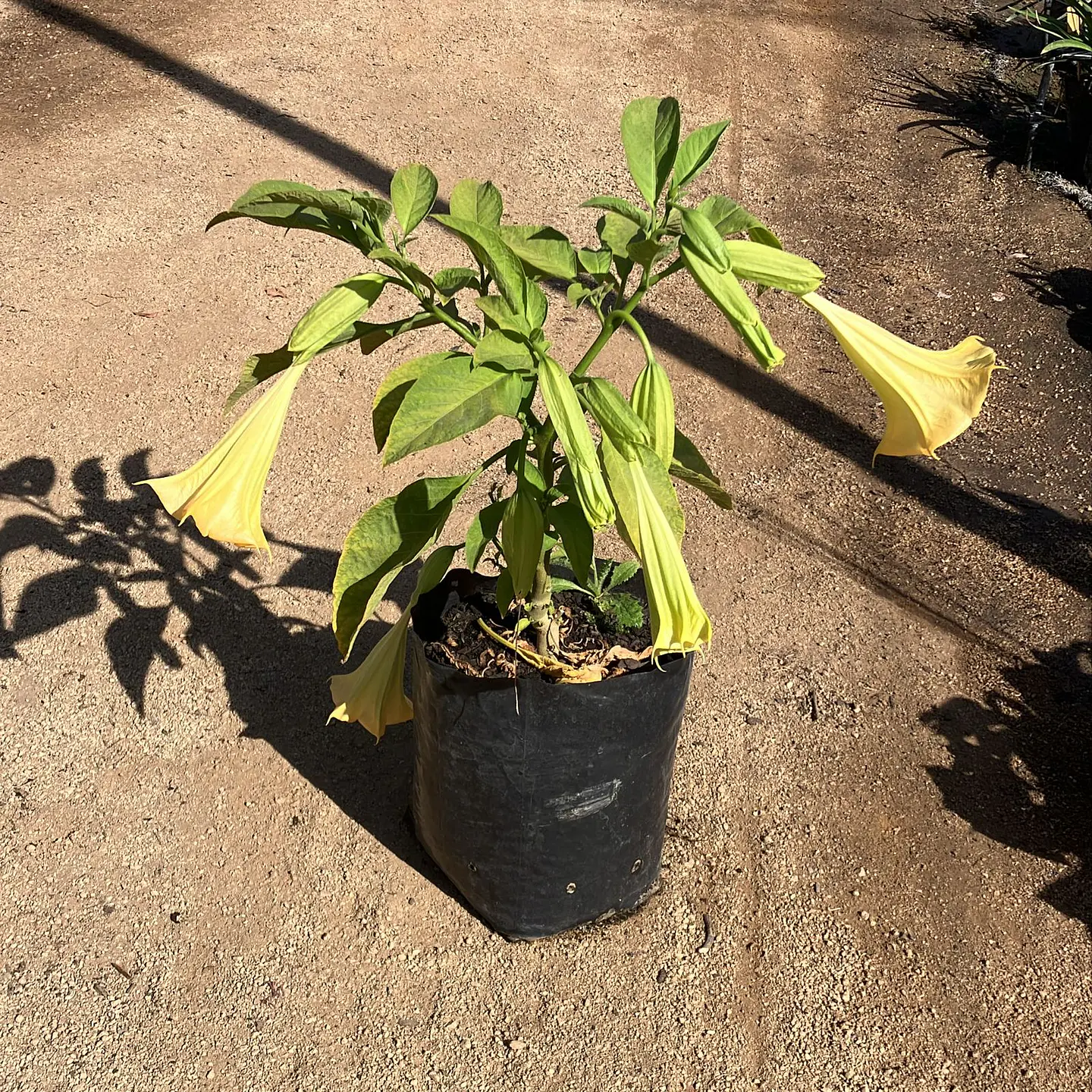 Floripondio 3