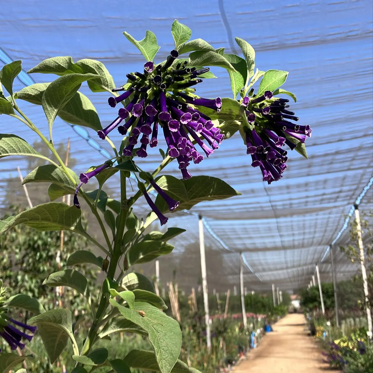 Iochroma 3