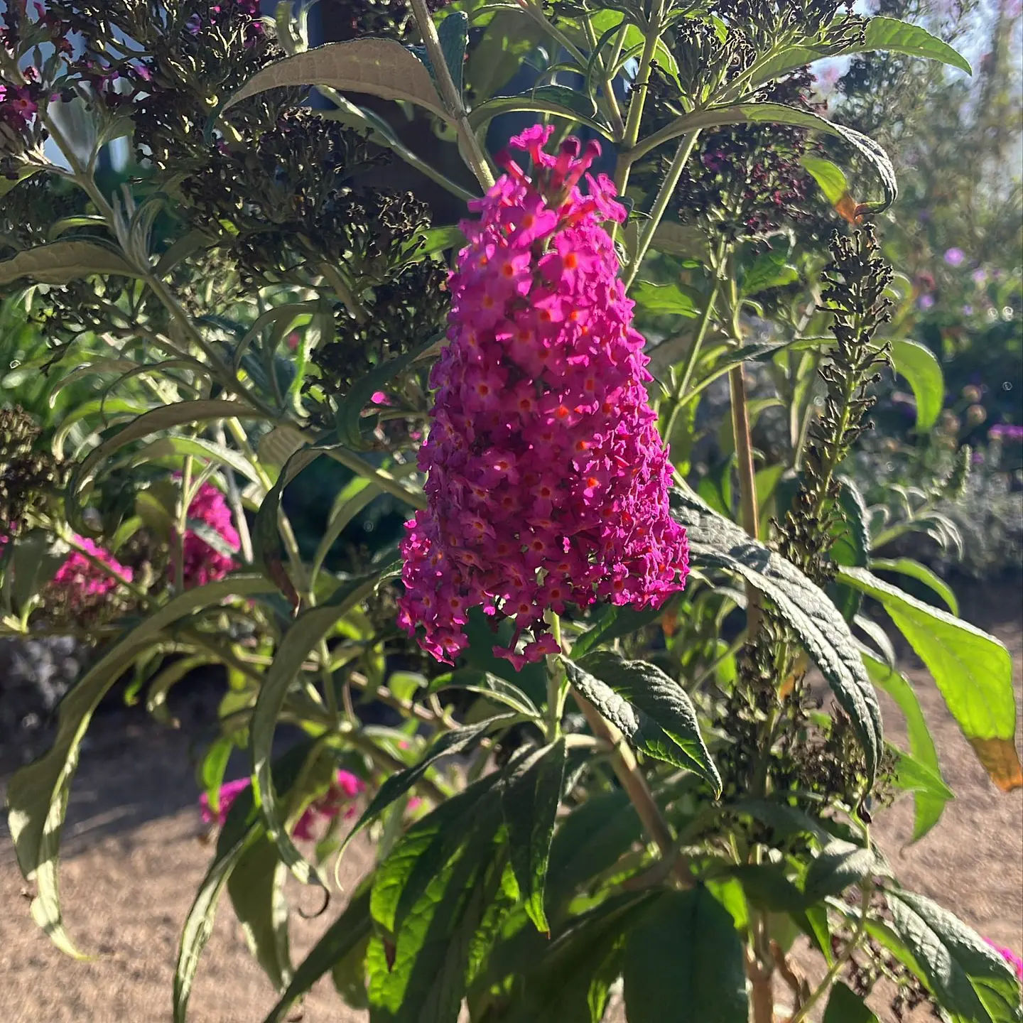 Buddleja Davidii 6