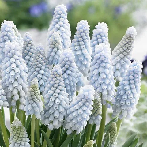 Muscari Baby`s Breath