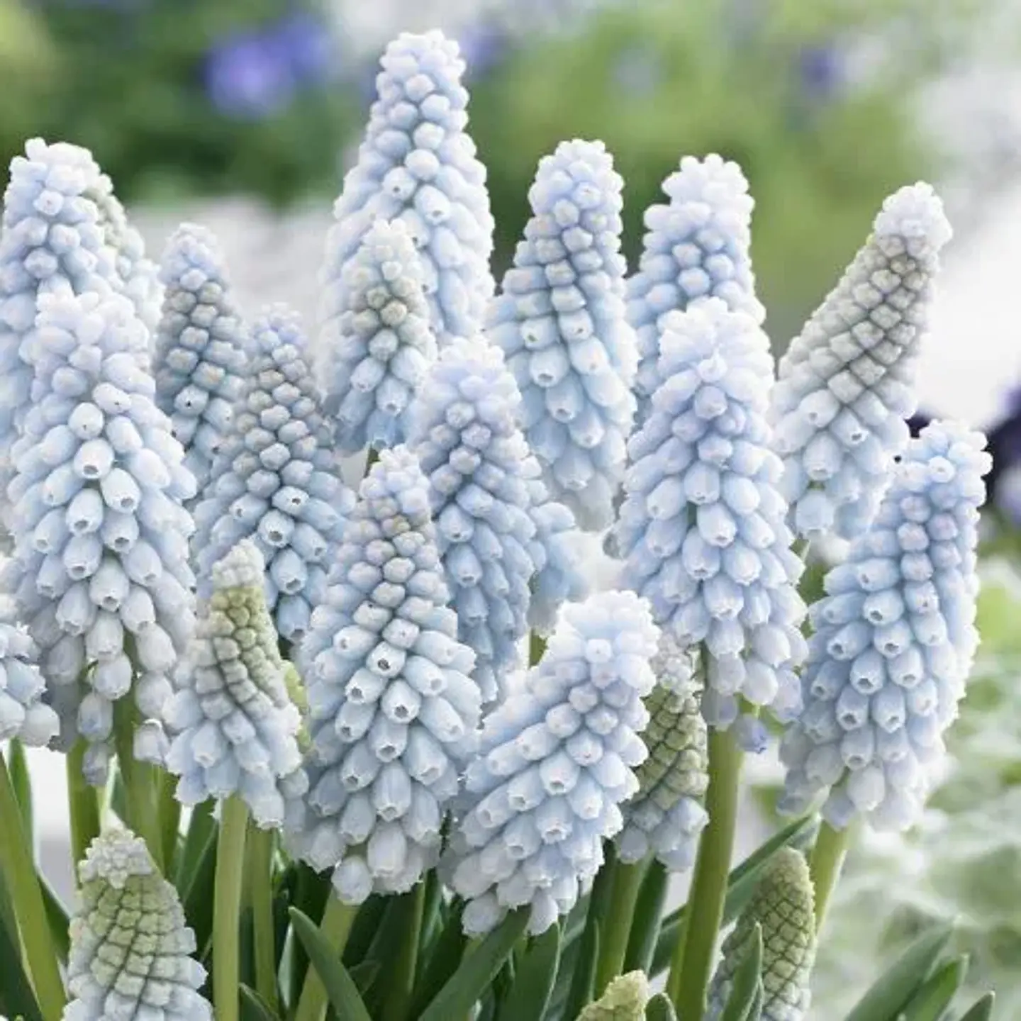 Muscari Baby`s Breath 1
