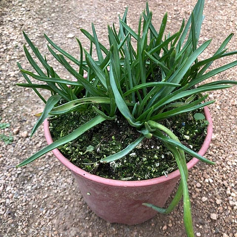 Muscari Baby`s Breath