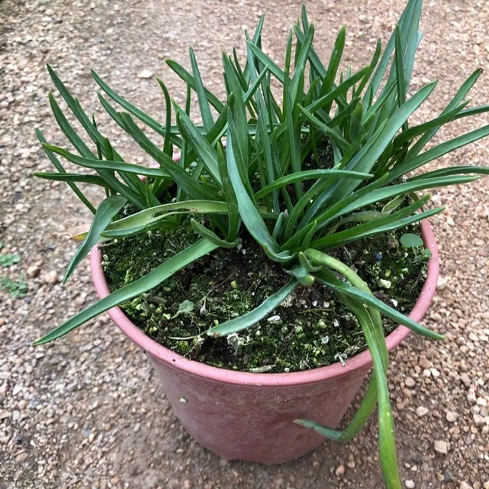 Muscari Baby`s Breath 2