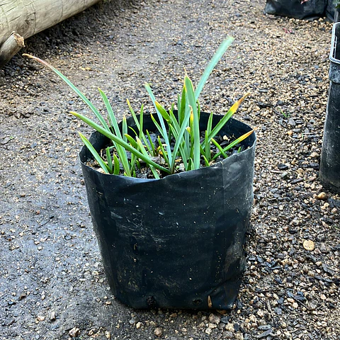 Muscari Ocean Magic