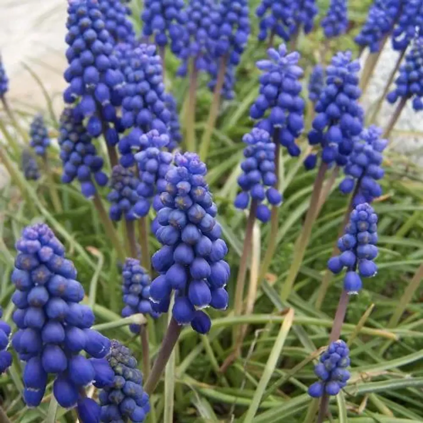 Muscari Armeniacum 1