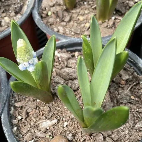 Muscari Mountain Lady