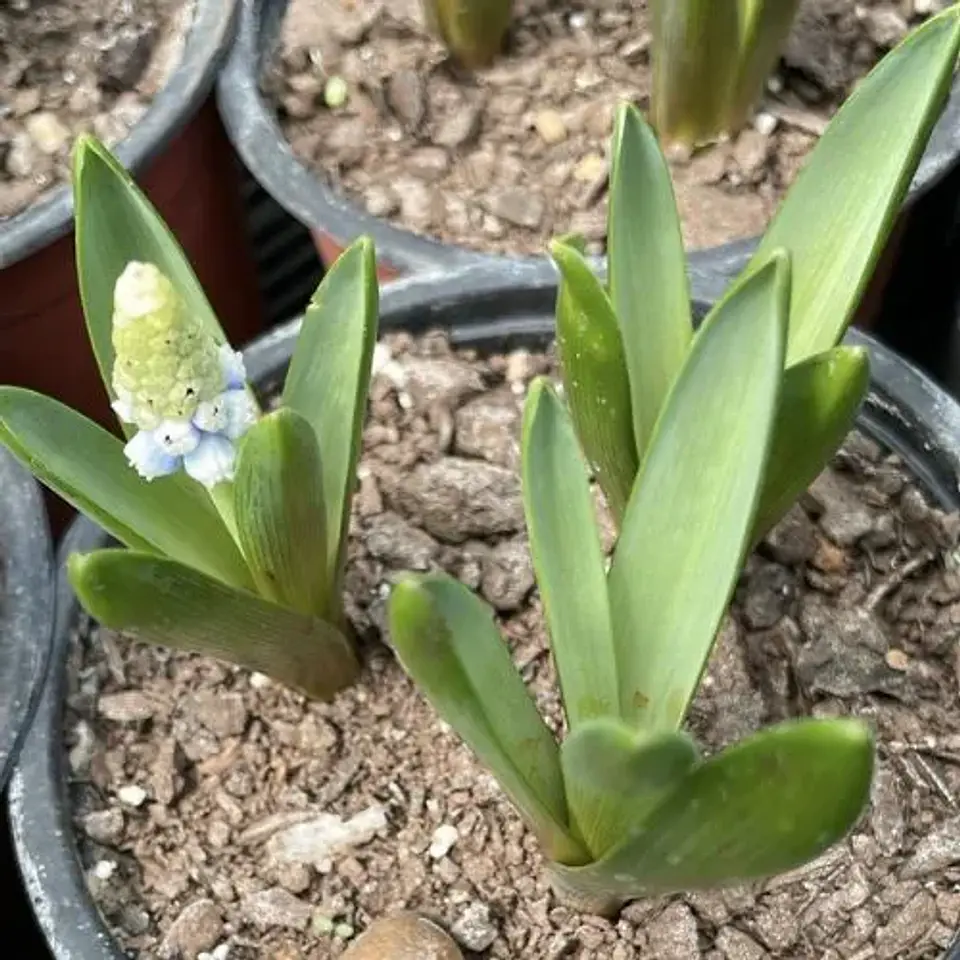 Muscari Mountain Lady 2