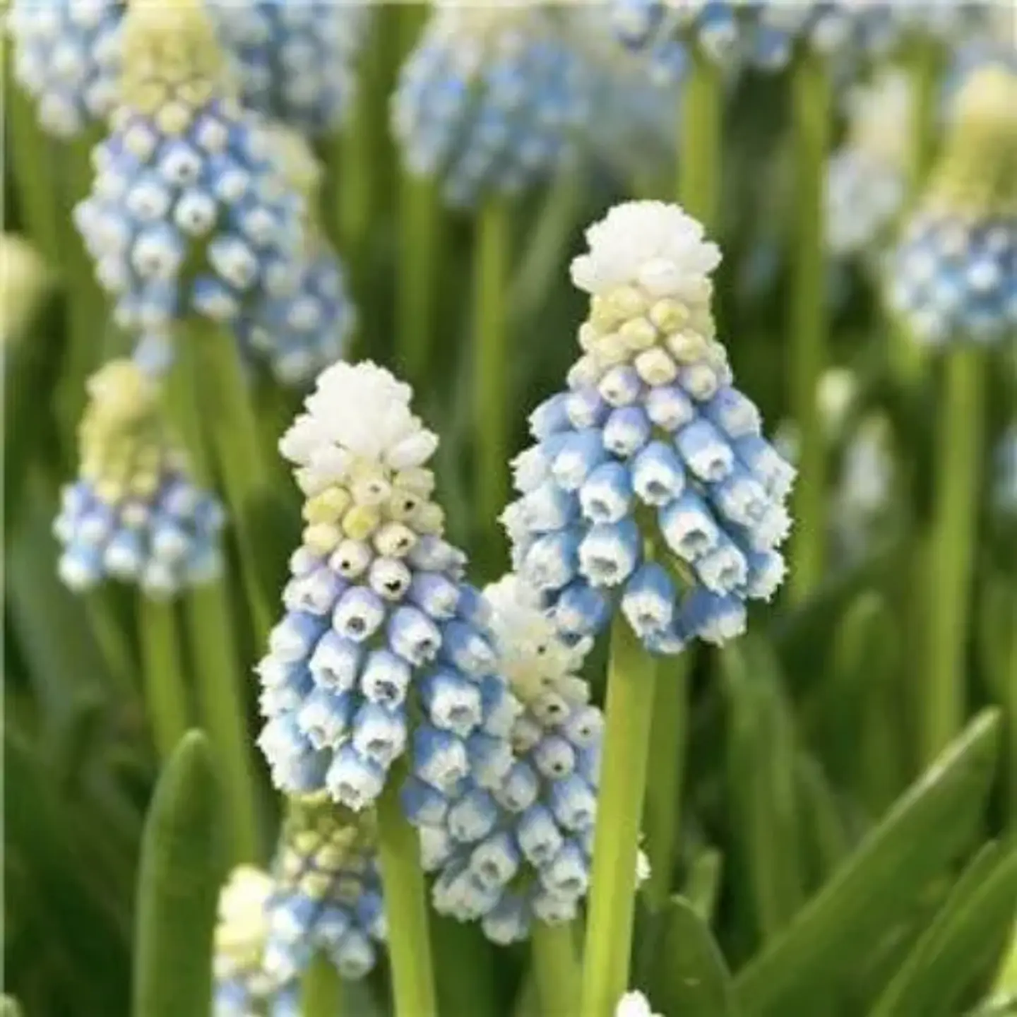 Muscari Mountain Lady 1