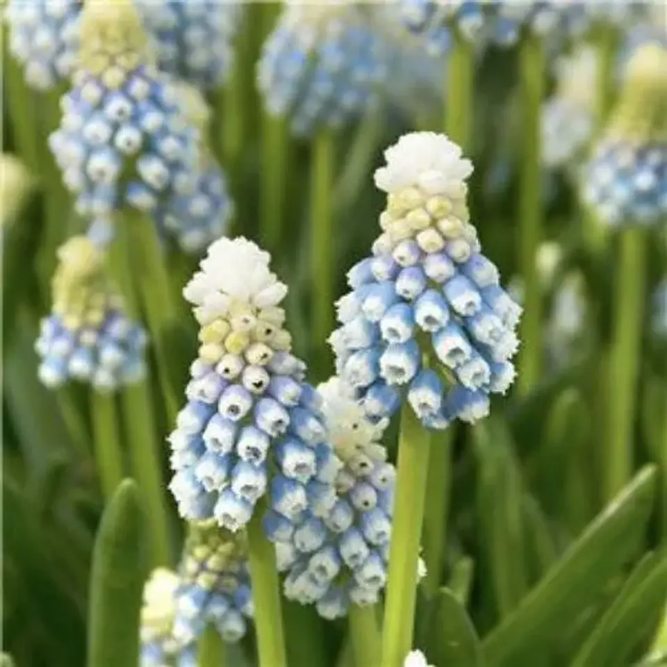 Muscari Mountain Lady 1