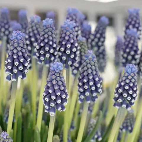 Muscari Night Eyes
