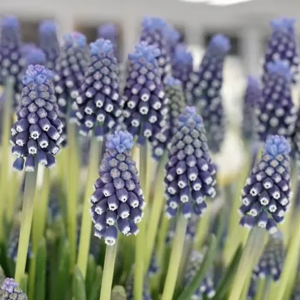 Muscari Night Eyes 1