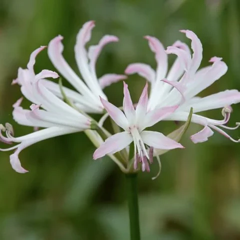 Nerine Lipstick
