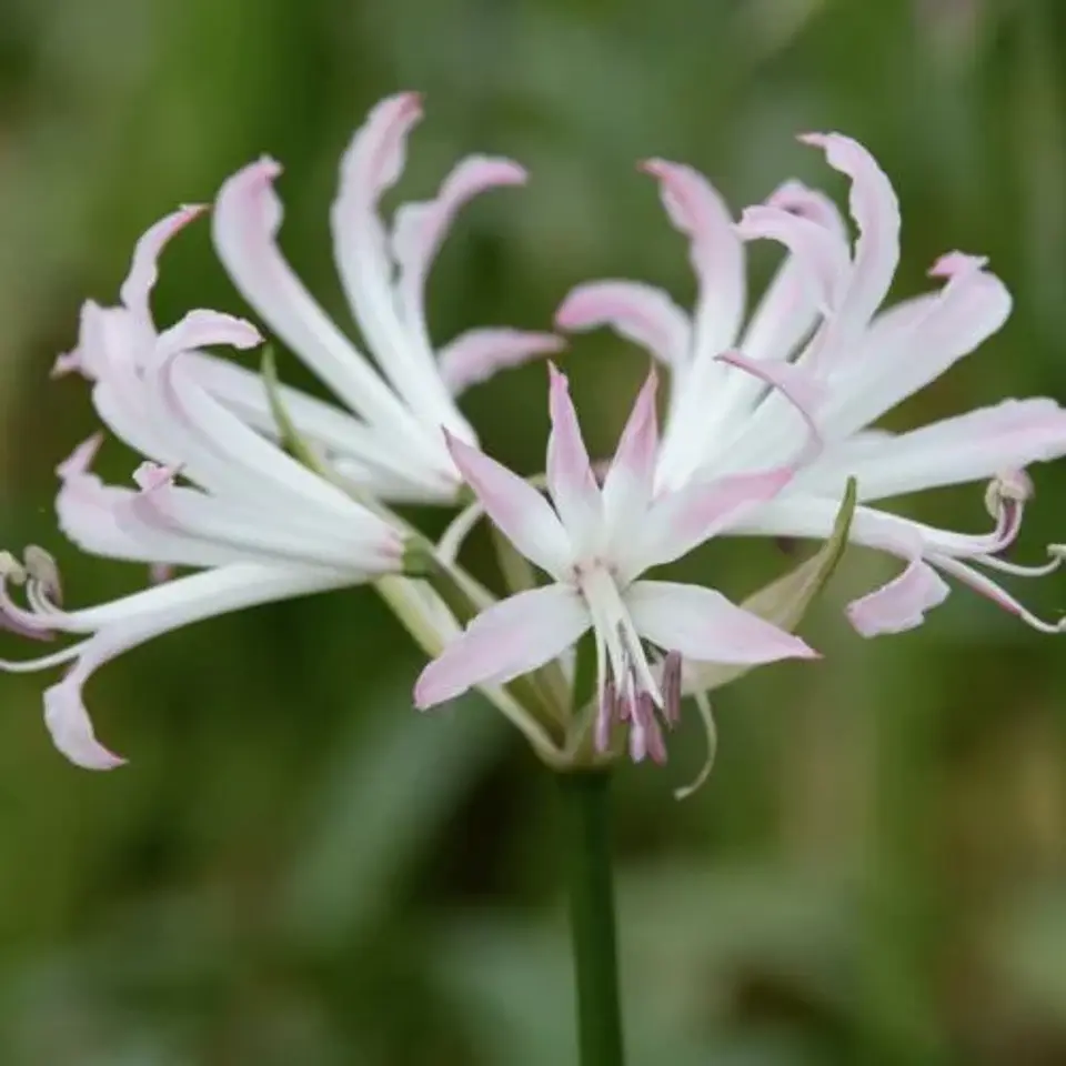 Nerine Lipstick 1