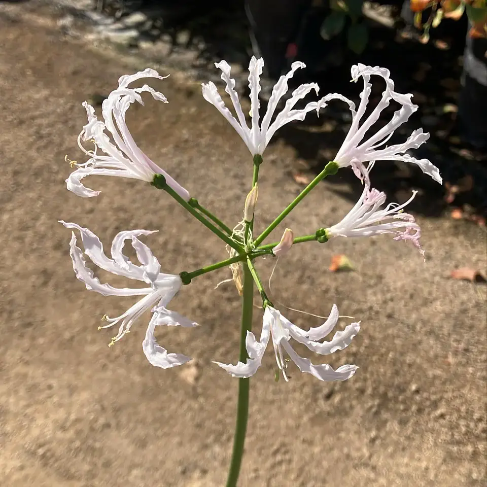 Nerine Petronella 1