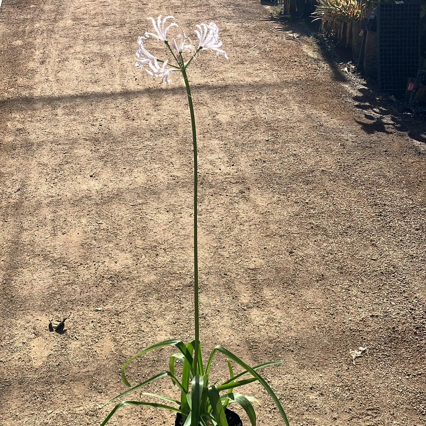 Nerine Petronella 2