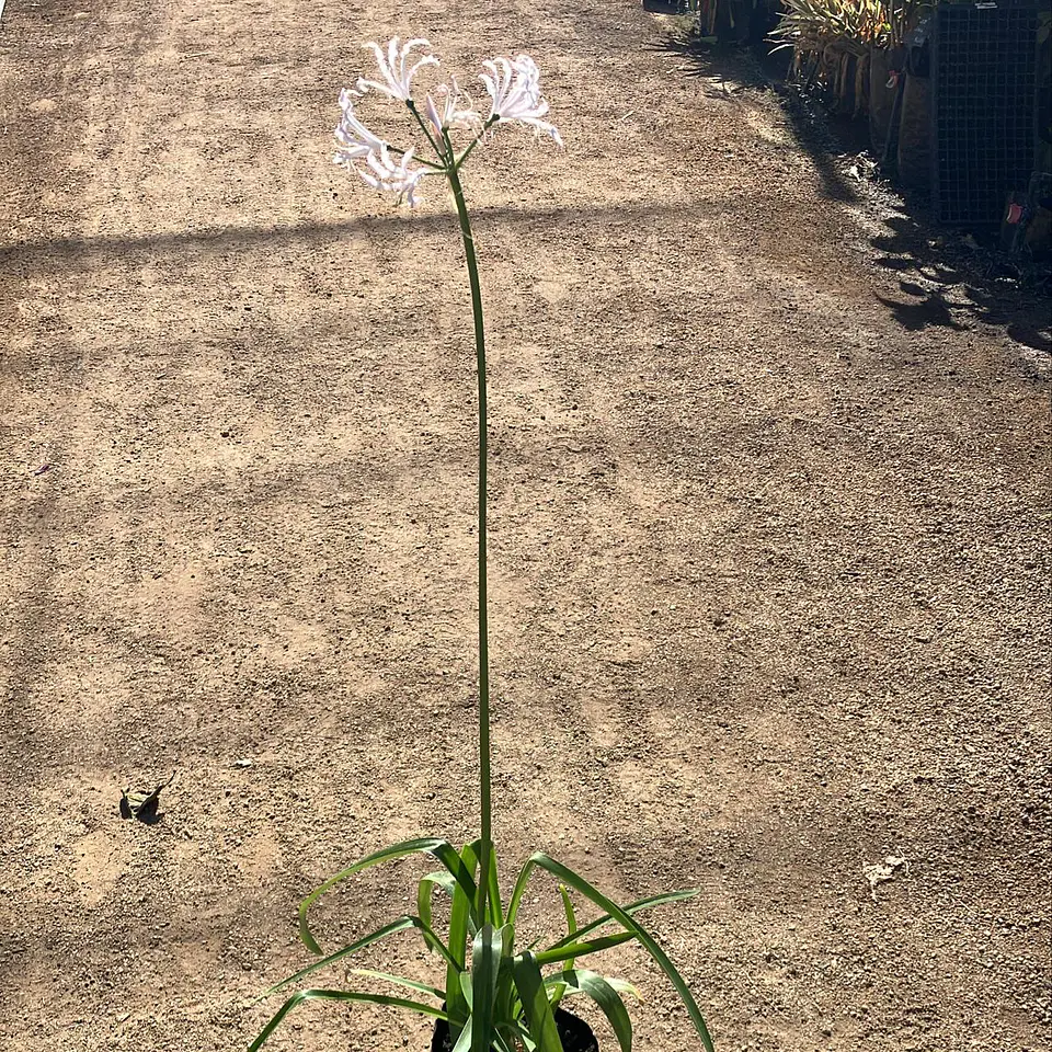 Nerine Petronella 2