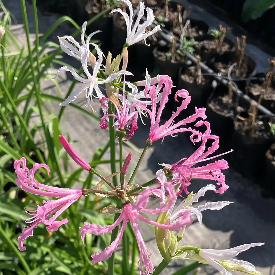 Nerine Bowdenii 1